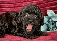 Pluto, a male Poodle - Toy  for sale in Houston, TX – 1 of 5