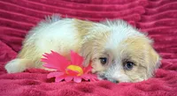 Gale, a female Jack Russell Terrier and Maltese for sale in Houston, TX – 3 of 3
