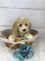 Captain, a male Havapoo for sale in Houston, TX – 5 of 7