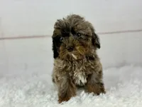 Faith, a female Cavapoo for sale in Houston, TX – 2 of 8