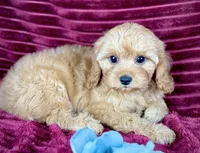 Gideon, a male Cavapoo for sale in Houston, TX – 4 of 4