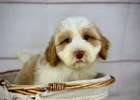 Admiral , a male Havapoo for sale in Houston, TX – 4 of 4