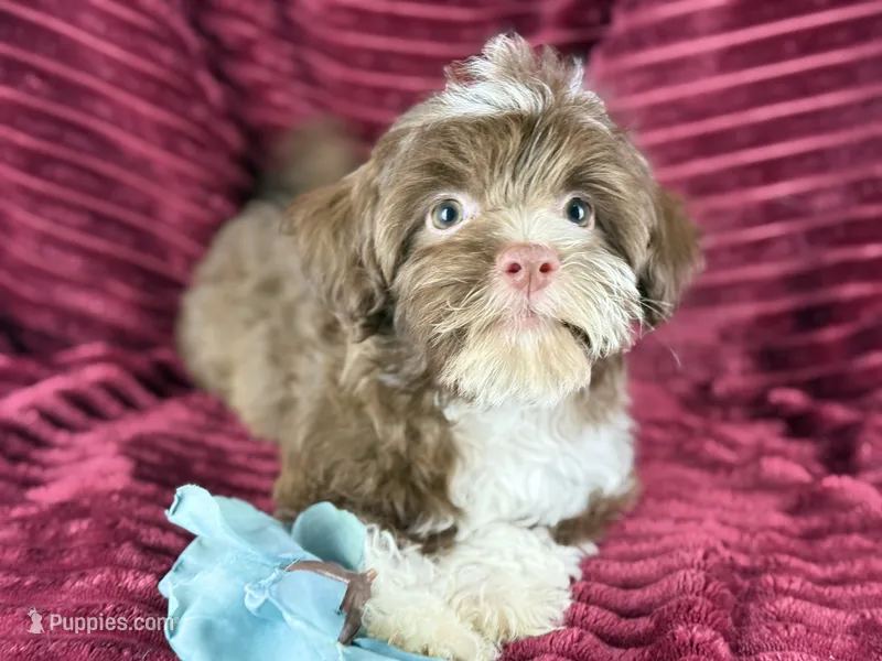 Gator – Havanese puppy for sale in Houston, TX