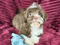 Gator, a male Havanese for sale in Houston, TX – 1 of 8