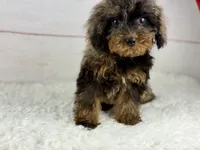 Hope, a female Cavapoo for sale in Houston, TX – 4 of 6
