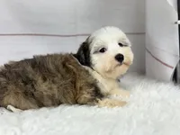 Odie, a male Havanese for sale in Houston, TX – 2 of 8