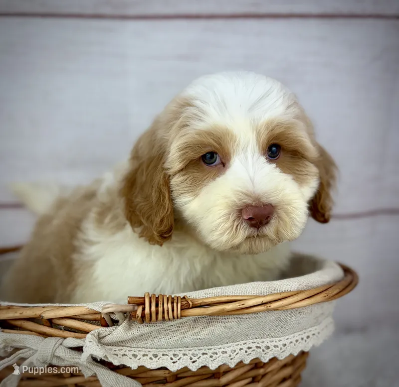 Admiral  – Havapoo puppy for sale in Houston, TX