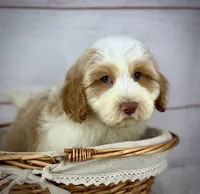 Admiral , a male Havapoo for sale in Houston, TX – 1 of 4