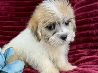 Ronan, a male Jack Russell Terrier and Maltese for sale in Houston, TX – 3 of 6
