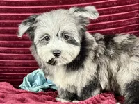 Kiwi, a male Maltipoo for sale in Houston, TX – 3 of 3