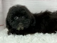 Bear, a male Poochon for sale in Houston, TX – 3 of 6