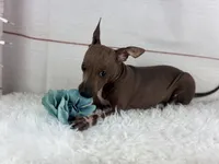 Roux, a male American Hairless Terrier for sale in Houston, TX – 3 of 7