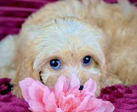 Ruthie, a female Cavapoo for sale in Houston, TX – 3 of 4
