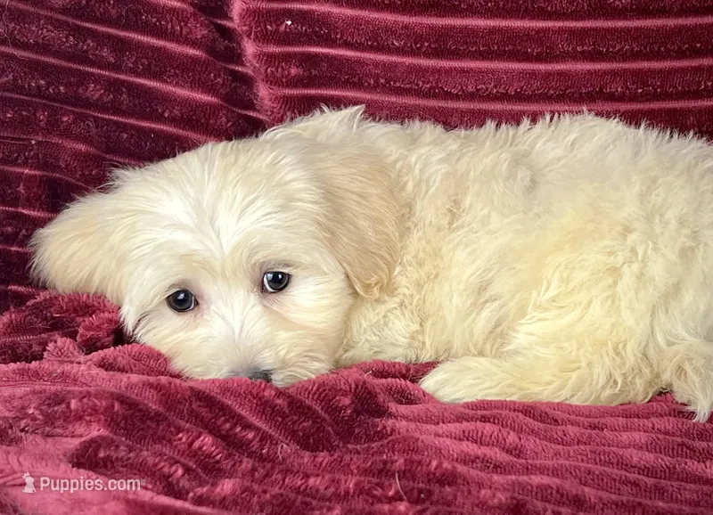 Biscotti – Maltipoo puppy for sale in Houston, TX