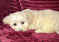 Biscotti, a female Maltipoo for sale in Houston, TX – 1 of 9