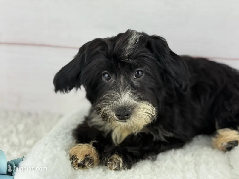 Flynn – Havapoo puppy for sale in Houston, TX