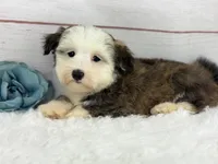 Odie, a male Havanese for sale in Houston, TX – 8 of 8