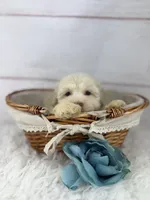 Parker, a male Havanese for sale in Houston, TX – 5 of 5
