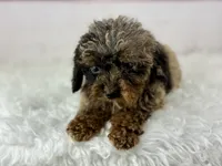 Faith, a female Cavapoo for sale in Houston, TX – 6 of 8