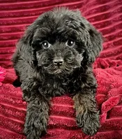 Basil, a female Maltipoo for sale in Houston, TX – 2 of 3