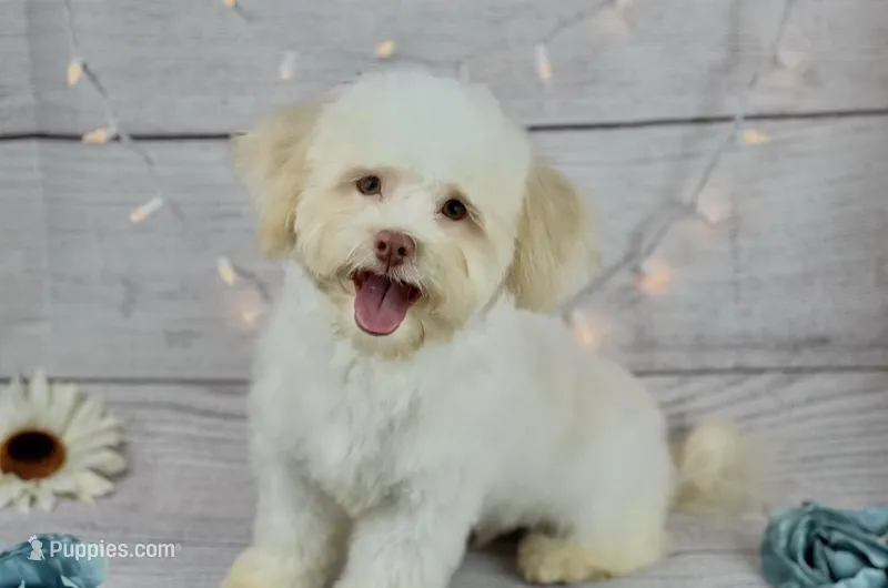 Lamb – Havanese puppy for sale in Houston, TX