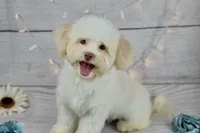 Lamb, a male Havanese for sale in Houston, TX – Photo 1 of 2