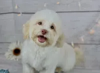 Lamb, a male Havanese for sale in Houston, TX – Photo 2 of 2