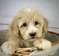 Captain, a male Havapoo for sale in Houston, TX – 4 of 7
