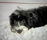 Flint, a male Havapoo for sale in Houston, TX – 2 of 4