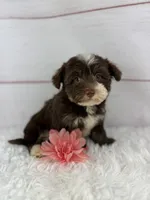Olive, a female Havanese for sale in Houston, TX – 3 of 9