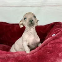 Rae, a male Xoloitzcuintli and Chihuahua for sale in Houston, TX – Photo 2 of 2