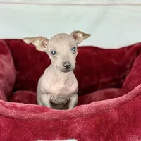 Rae, a male Xoloitzcuintli and Chihuahua for sale in Houston, TX – Photo 1 of 2