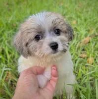 Jack, a male Jack Russell Terrier and Maltese for sale in Houston, TX – 2 of 3
