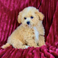 Peggy Sue, a female Poodle - Toy  for sale in Houston, TX – Photo 4 of 4