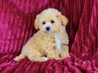Peggy Sue, a female Poodle - Toy  for sale in Houston, TX – Photo 4 of 4