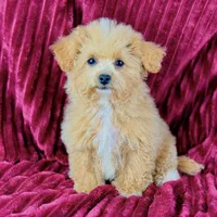 Peggy Sue, a female Poodle - Toy  for sale in Houston, TX – Photo 3 of 4