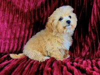 Peggy Sue, a female Poodle - Toy  for sale in Houston, TX – Photo 2 of 4