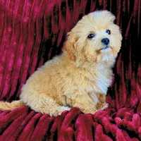 Peggy Sue, a female Poodle - Toy  for sale in Houston, TX – Photo 1 of 4