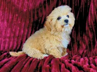 Peggy Sue, a female Poodle - Toy  for sale in Houston, TX – Photo 1 of 4