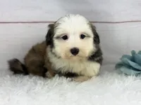 Odie, a male Havanese for sale in Houston, TX – 4 of 8