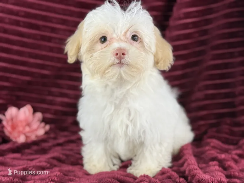 Eve – Havanese puppy for sale in Houston, TX