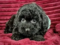 Pluto, a male Poodle - Toy  for sale in Houston, TX – 3 of 5