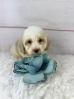 Chief, a male Havapoo for sale in Houston, TX – 4 of 5