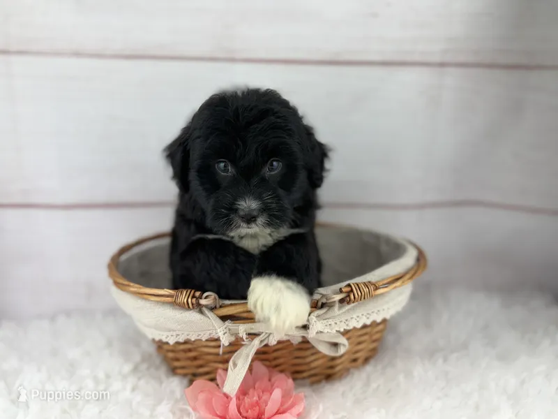 Izzy – Miniature Aussiedoodle puppy for sale in Houston, TX