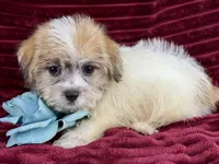 Ronan, a male Jack Russell Terrier and Maltese for sale in Houston, TX – 5 of 6