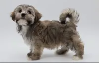 Berkley, a male Havanese for sale in Houston, TX – 5 of 5