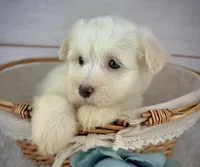 Louie, a male Havanese for sale in Houston, TX – 2 of 4