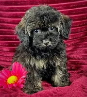 Zinnia , a female Maltipoo for sale in Houston, TX – 3 of 4
