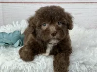 Jackson, a male Havapoo for sale in Houston, TX – 2 of 2