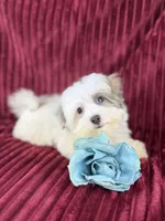 Zuko, a male Havamalt for sale in Houston, TX – Photo 1 of 4